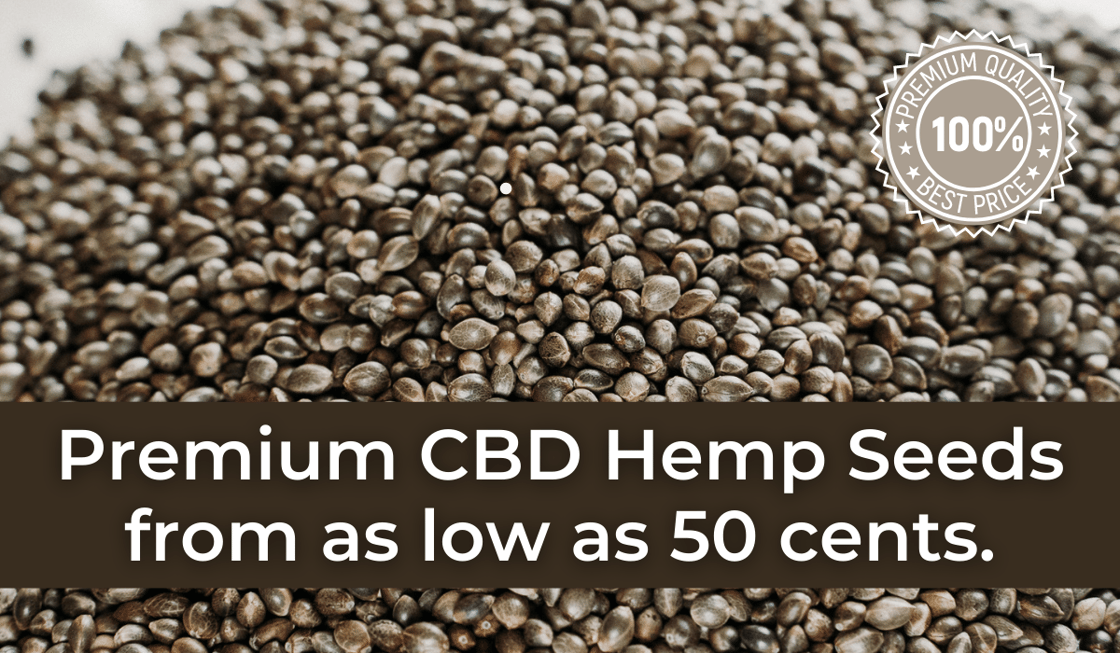 Premium CBD Hemp Seeds(1)