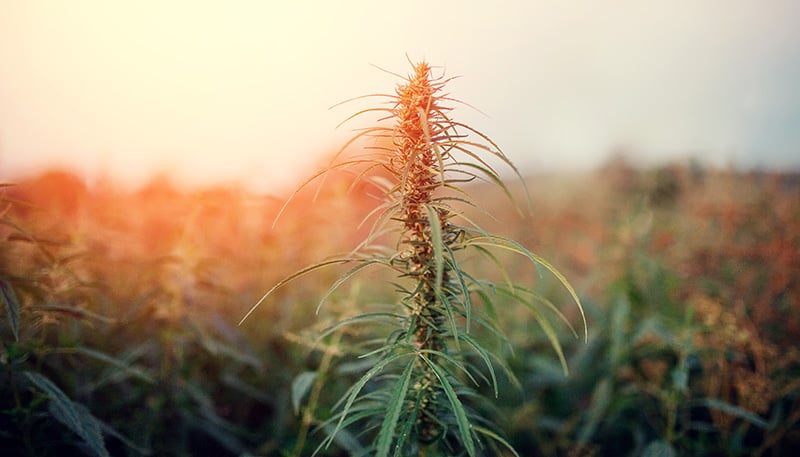 hemp_plant_field